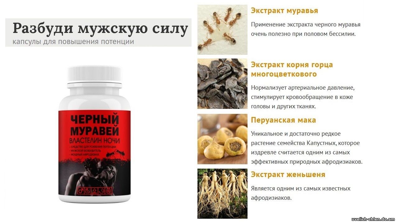 черный муравей